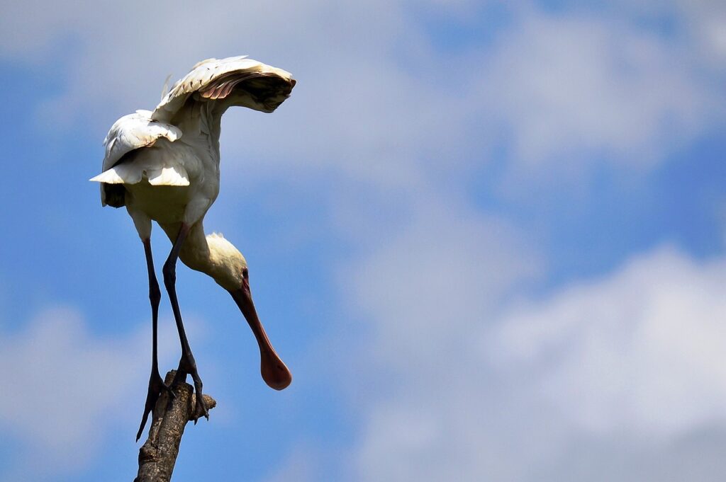 spoonbills, bill, bird-354262.jpg